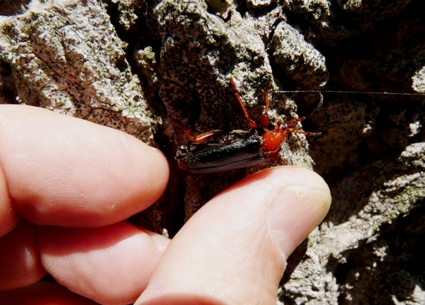 Cerambycidae su pioppo: Rhamnusium bicolor demaggii (RM)